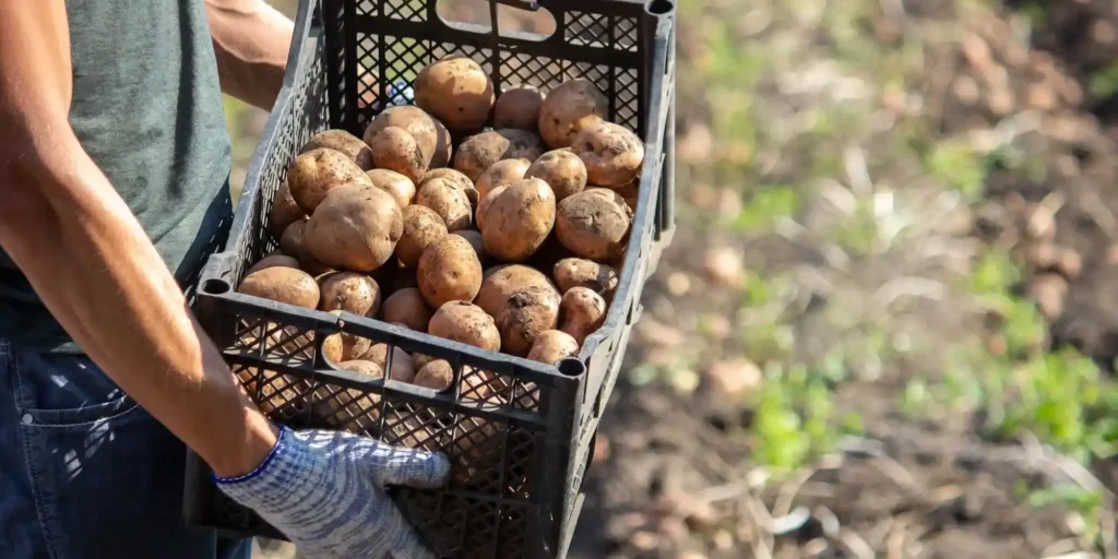 Kā uzglabāt kartupeļus, lai tie nebojātos